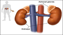 Position of adrenal glands and kidneys.